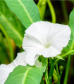 Vodna ipomoea – Vodni špinač – Ipomoea aquatic – semena vodne ipomoee – 15 kosov