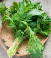 Namenia - Brassica rapa - semena namenia - 200 kos