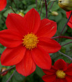 Dahlia Topmix rdeča – Dahlia – gomolji dalije – 1 kos