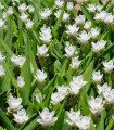 Bela kurkuma - Curcuma alismatifolia - čebulnice - 1 kos