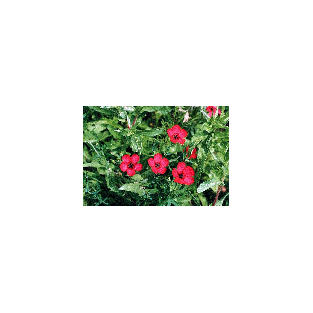 Len velkokvětý červený - Linum grandiflorum - semena lnu - 140 ks
