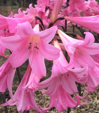 Amarylka Belladonna - Amaryllis - cibule amarylky - 1 ks