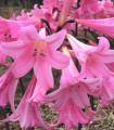 Amarylka Belladonna - Amaryllis - čebulica amarylke - 1 kos