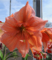 Hippeastrum Rilona - Hippeastrum - čebulica Hippeastrum - 1 kos
