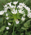 Okrasni česen beli - Allium neapolitanum - čebulice okrasnega česna - 3 kosi