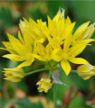 Česen Moly - Allium - čebulice okrasnega česna - 3 kosi