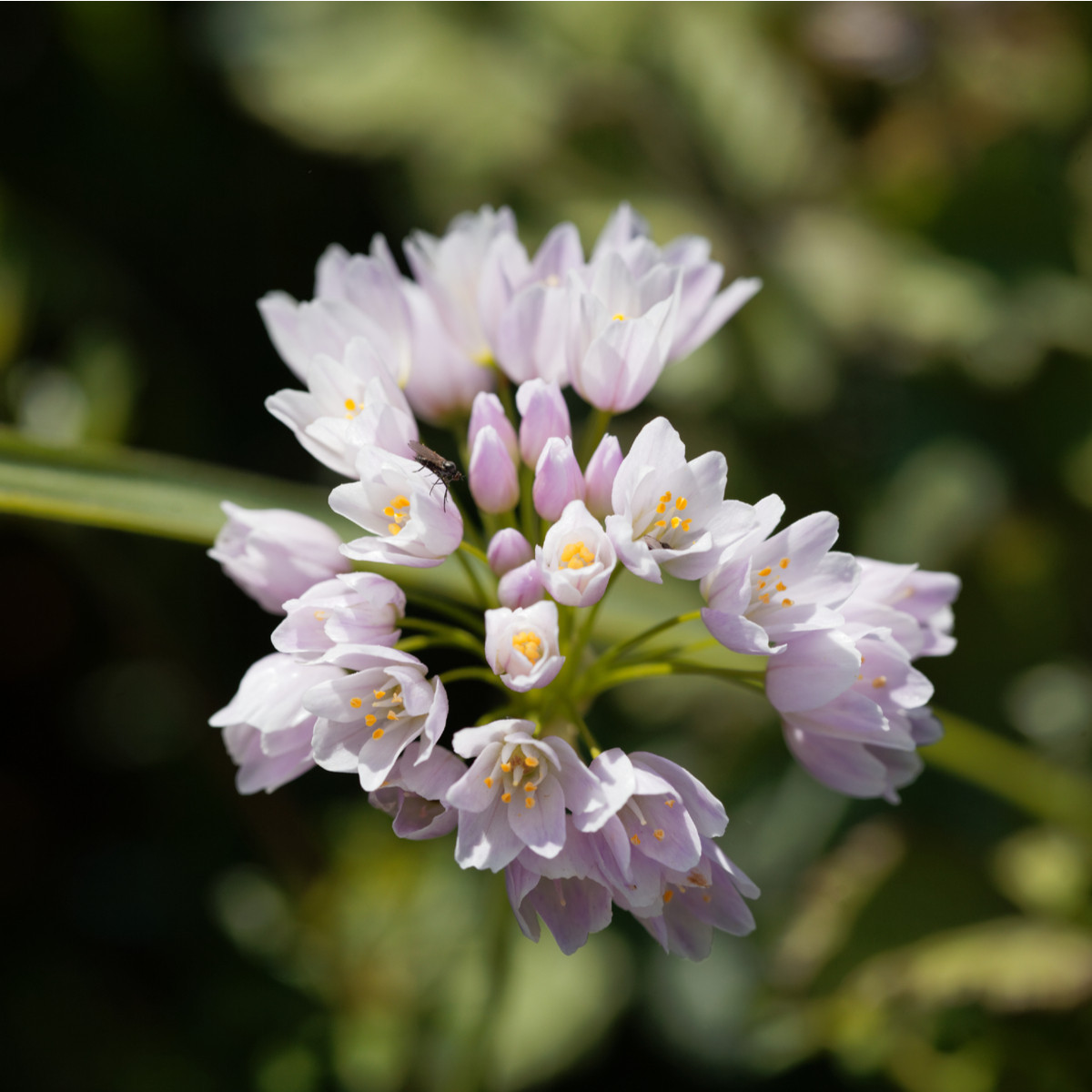 Česnek okrasný růžový - Allium roseum - cibule okrasného česneku - 3 ks