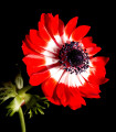 Sasanka Governor - Anemone - gomolji sasanke - 3 kosi