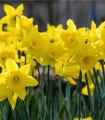 Narcis Dutch Master - Narcissus - čebulice narcisa - 3 kosi