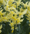 Narcisa Hawera - Narcissus - čebulice narcise - 3 kosi