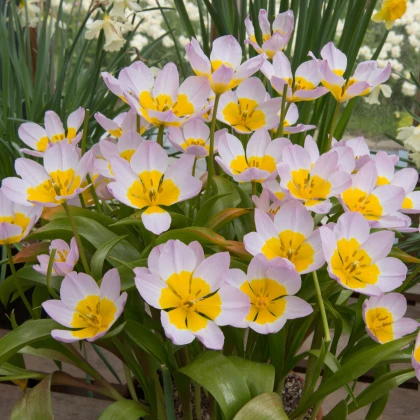 Tulipán Bakerii Lilac Wonder - Tulipa saxatilis - cibule tulipánu - 3 ks