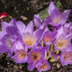 Goličasti kolhik - Colchicum giant - gomolji kolhika - 1 kos