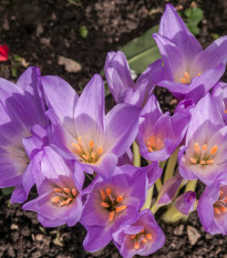 Goličasti kolhik - Colchicum giant - gomolji kolhika - 1 kos