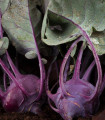 BIO Koleraba Azur - Brassica oleracea L. - bio semena kolerabe - 50 kosov