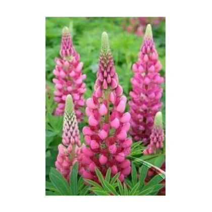 Lupina mnogolistna roza - Lupinus polyphyllus - semena - 30 kos