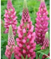 Lupina mnogolistna roza - Lupinus polyphyllus - semena - 30 kos