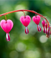 Srdcovka - Dicentra spectabilis - čebulnice - 1 kos