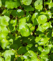Portulak zimski - Batolka prorostla - Claytonia perfoliata - semena batolke - 100 kosov