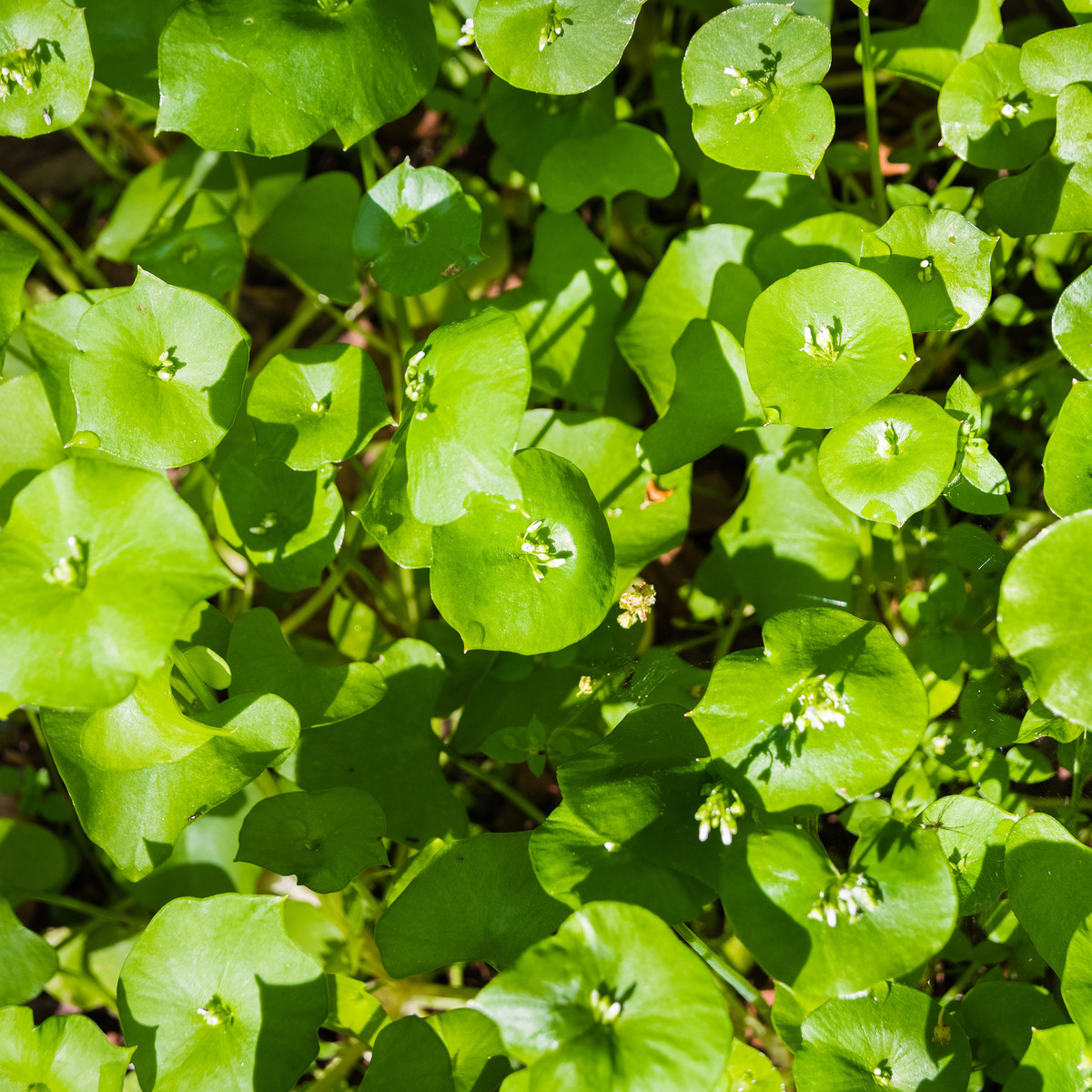 Portulák zimní - Batolka prorostlá - Claytonia perfoliata - semena batolky - 100 ks