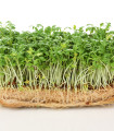 BIO Kreša Kresso - Lepidium sativum - bio semena kreše - 150 ks