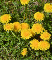Regrat - Navadni regrat - Taraxacum officinale - semena regrata - 400 kosov