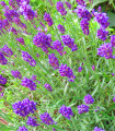 Levanda Ellegance Purple - Lavandula angustifolia - semena levande - 15 kosov