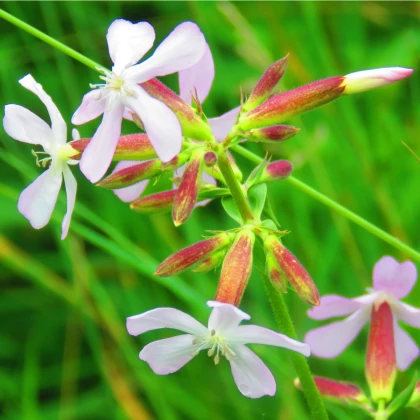Mydlice lékařská - Saponaria officinalis - semena mydlice - 15 ks
