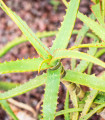 Aloe camperi – Aloe camperi – semena – 6 kos