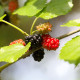 Morušovník černý - Morus nigra - semena morušovníku - 5 ks