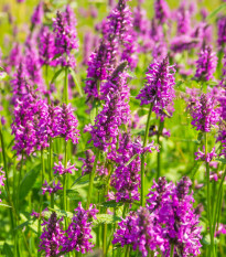 Bukvice lékařská - Betonica officinalis - semena bukvice - 20 ks