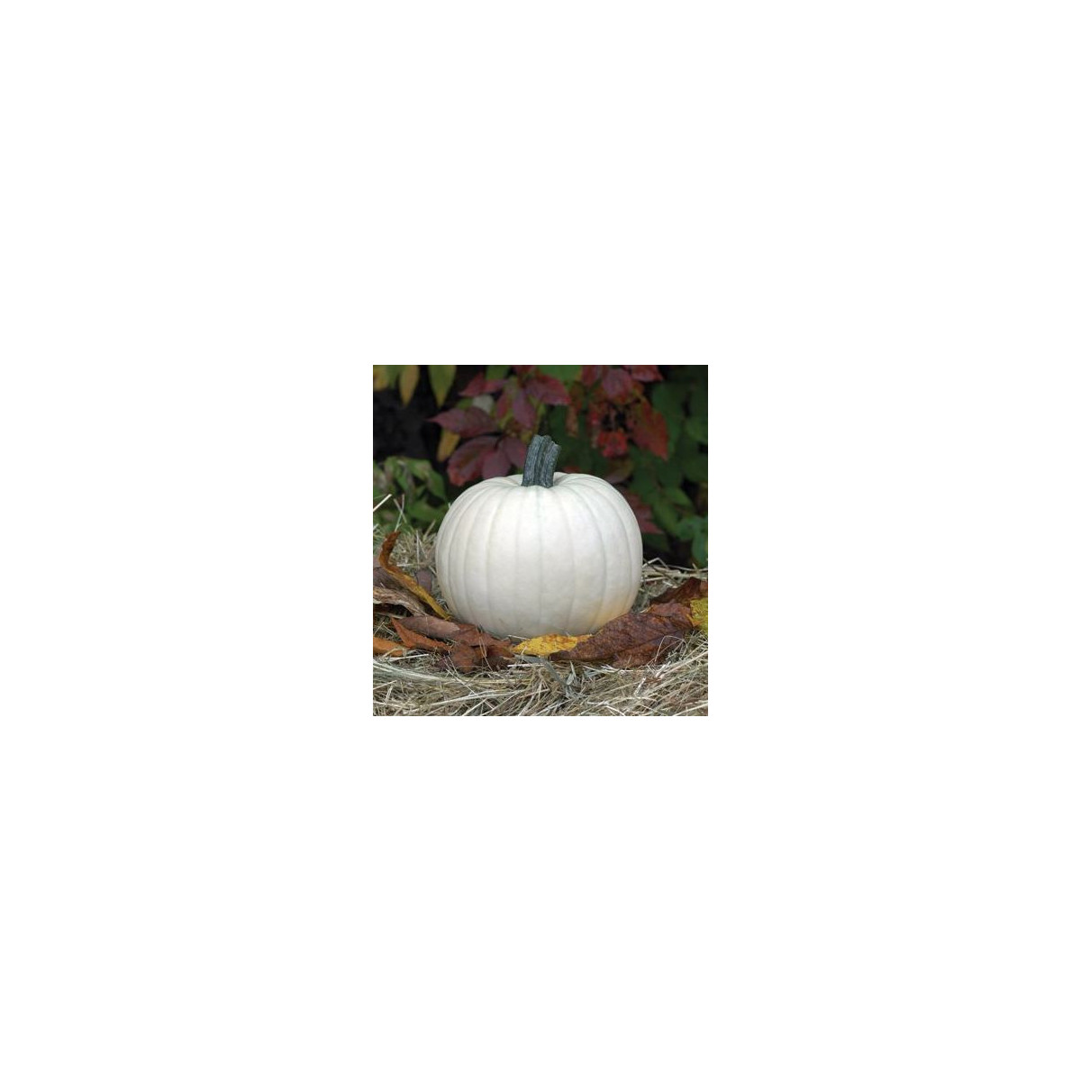 Buča Moonshine F1 - Cucurbita pepo - semena buče - 12 kosov