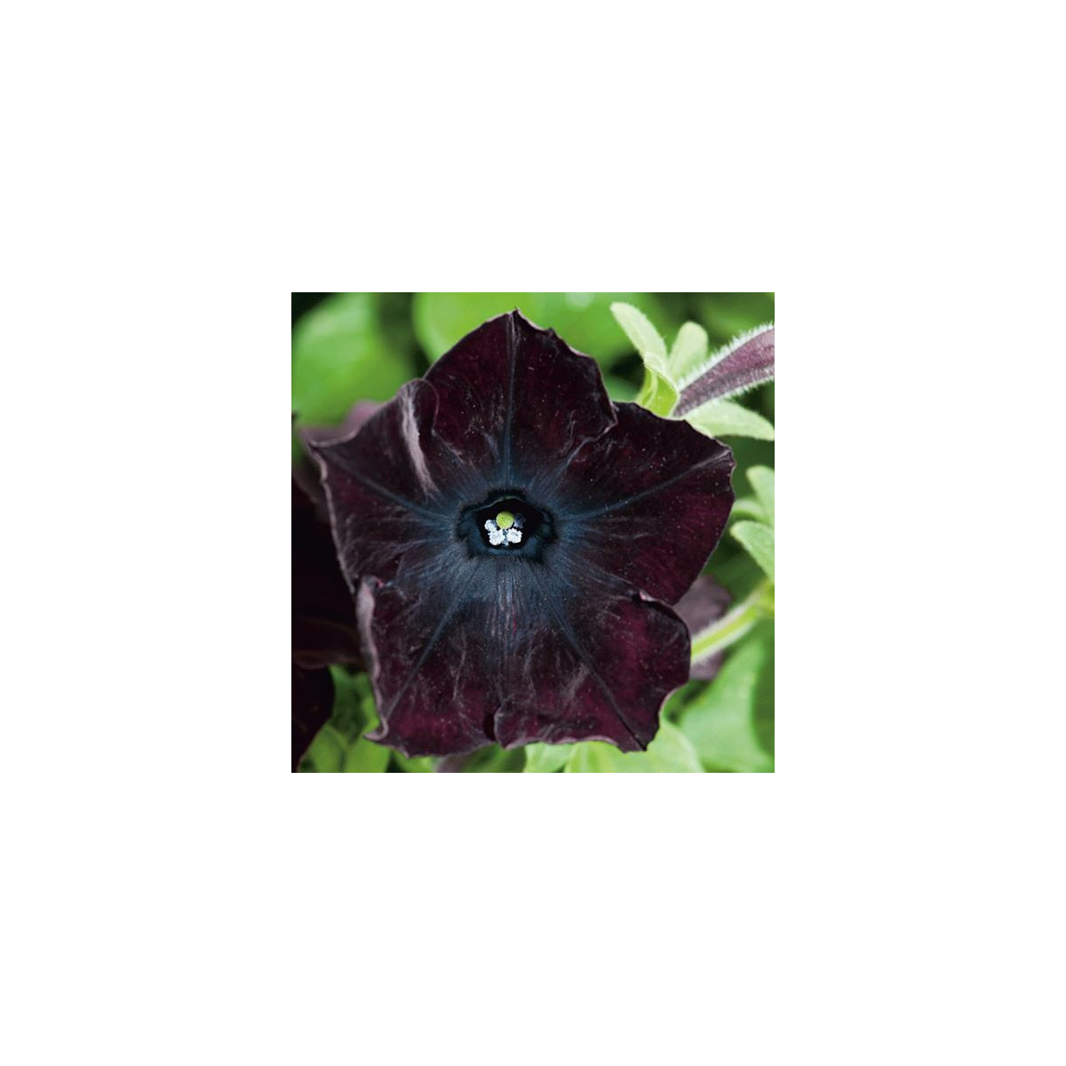 Petúnie Sophistica Blackberry F1 - Petunia grandiflora - semena petúnie - 15 ks
