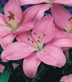 Lilija Vivaldi - Lilium - čebulice - 1 kos