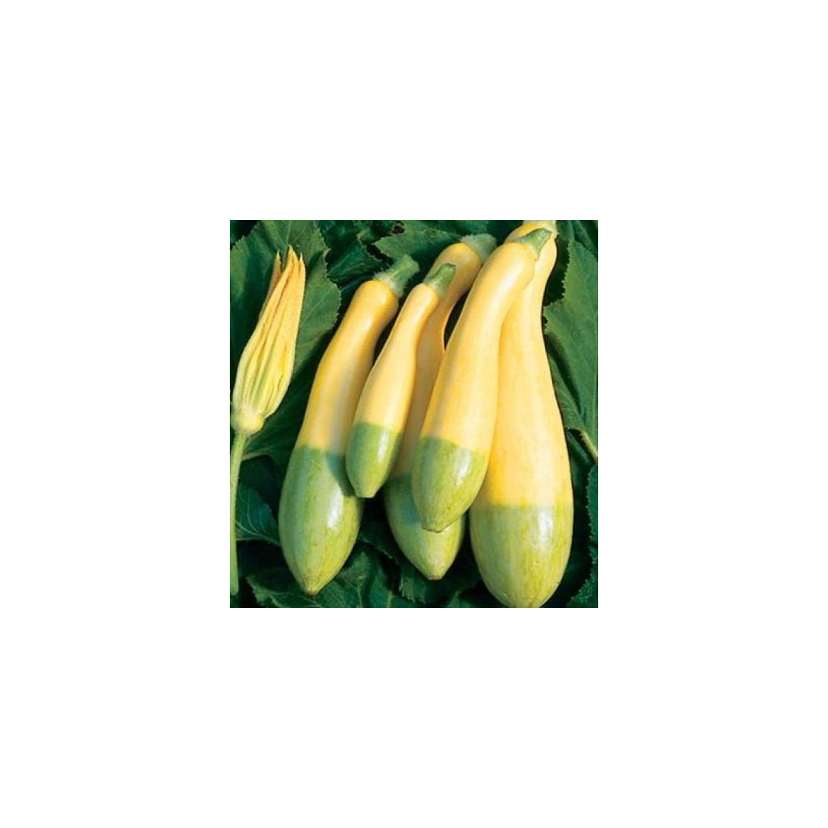 Cuketa Zephyr F1 - Cucurbita pepo - semena cukety - 6 ks