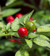 Chilli Tepin - Capsicum annuum - semena chilli - 7 ks