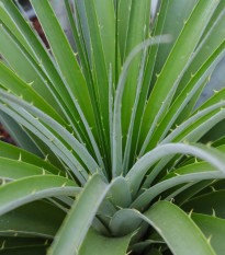 Puja - Puya mirabilis - semena puyi - 5 ks