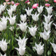 Tulipán Tres Chic - Tulipa - cibuloviny - 3 ks