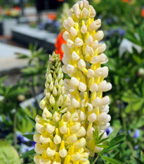 Lupina Kronleuchter - Volčji bob - Lupinus polyphyllus - semena lupine - 40 kos