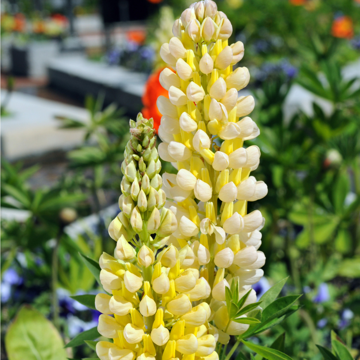 Lupina Kronleuchter - Volčji bob - Lupinus polyphyllus - semena lupine - 40 kos