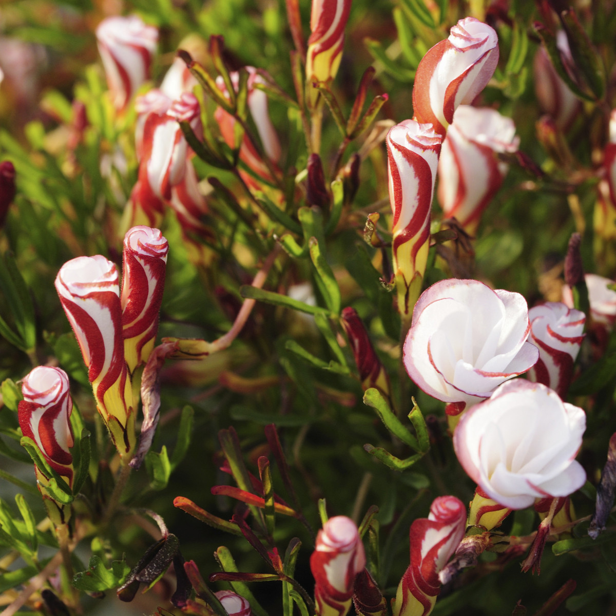 Šťavel dvoubarevný - Oxalis versicolor - hlízy šťavelu - 1 ks