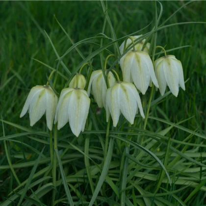 Řebčík bílý - Fritillaria meleagris - cibule řebčíku - 3 ks