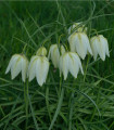 Beli logar - Fritillaria meleagris - čebulice logarja - 3 kosi