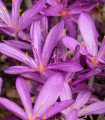 Jesenski rožnati kolhik - Colchicum autumnale - gomolji kolhika - 1 kos