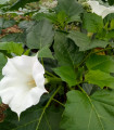 Navadni kristavec - Datura stramonium - semena kristavca - 5 kosov