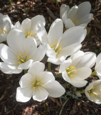 Beli jesenski podlesek - Colchicum autumnale album - čebulice podleska - 1 kos - zaključeno