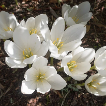 Beli jesenski podlesek - Colchicum autumnale album - čebulice podleska - 1 kos - zaključeno