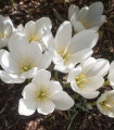 Beli jesenski podlesek - Colchicum autumnale album - čebulice podleska - 1 kos - zaključeno