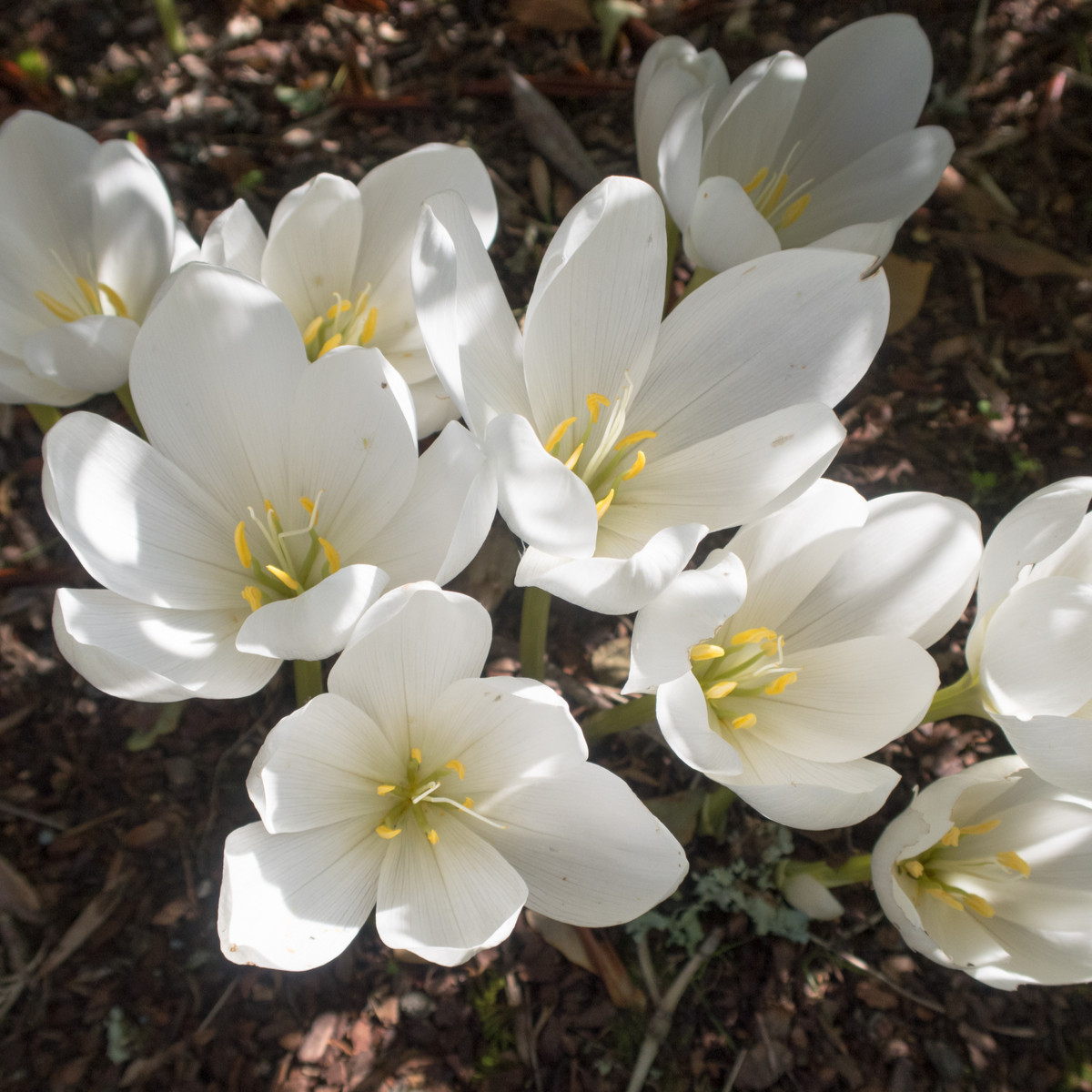 Beli jesenski podlesek - Colchicum autumnale album - čebulice podleska - 1 kos - zaključeno