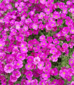 Rdeča vrtna avrieta Leichtlinii – Aubrieta hybrida – semena avriete – 200 kosov
