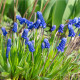 Modřenec širokolistý - Muscari latifolium - cibule modřence - 5 ks